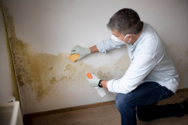Best Comprehensive Air Testing for Mold Contaminants  in Goodman, MS